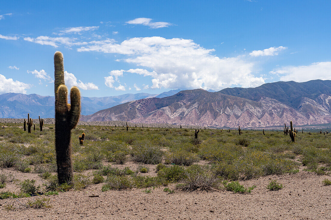 Argentinischer Saguaro oder Cordon Grande Kaktus und Cerro Tin Tin im Nationalpark Los Cardones in der Provinz Salta, Argentinien. Niedrige Jarilla-Sträucher bedecken den Boden