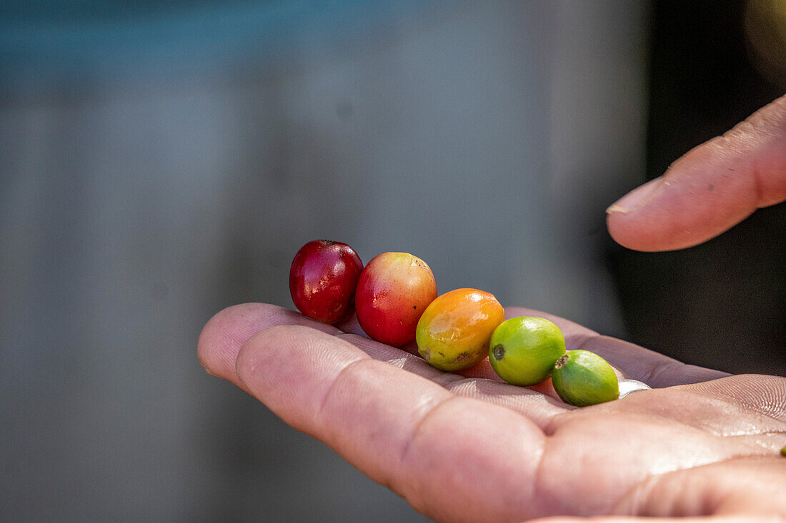 Farmer holding product from Coffee Farm (Finca Don Pepe), Panama