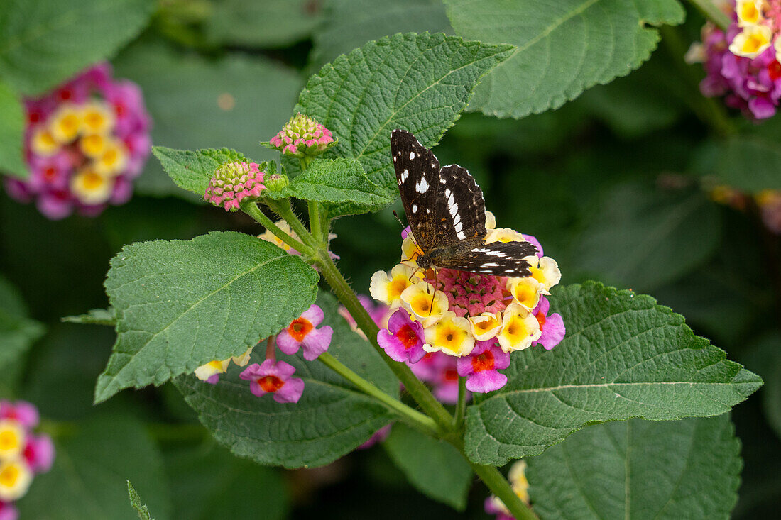 Der Ithra-Halbmondfalter, Ortilia ithra, frisst an den Blüten der Spanischen Flagge, Lantana camara, in El Naranjo, Argentinien