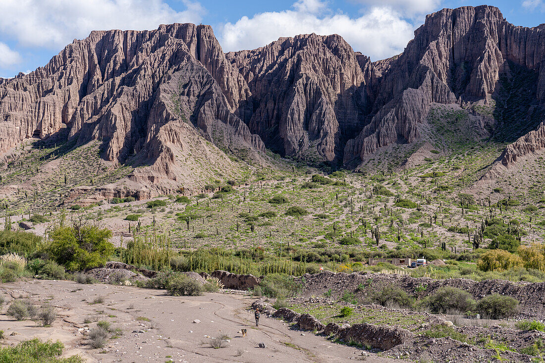 Cardón cactus in the eroded canyon of the Cuesta de Lipan between Purmamarca & Salinas Grande in Argentina.