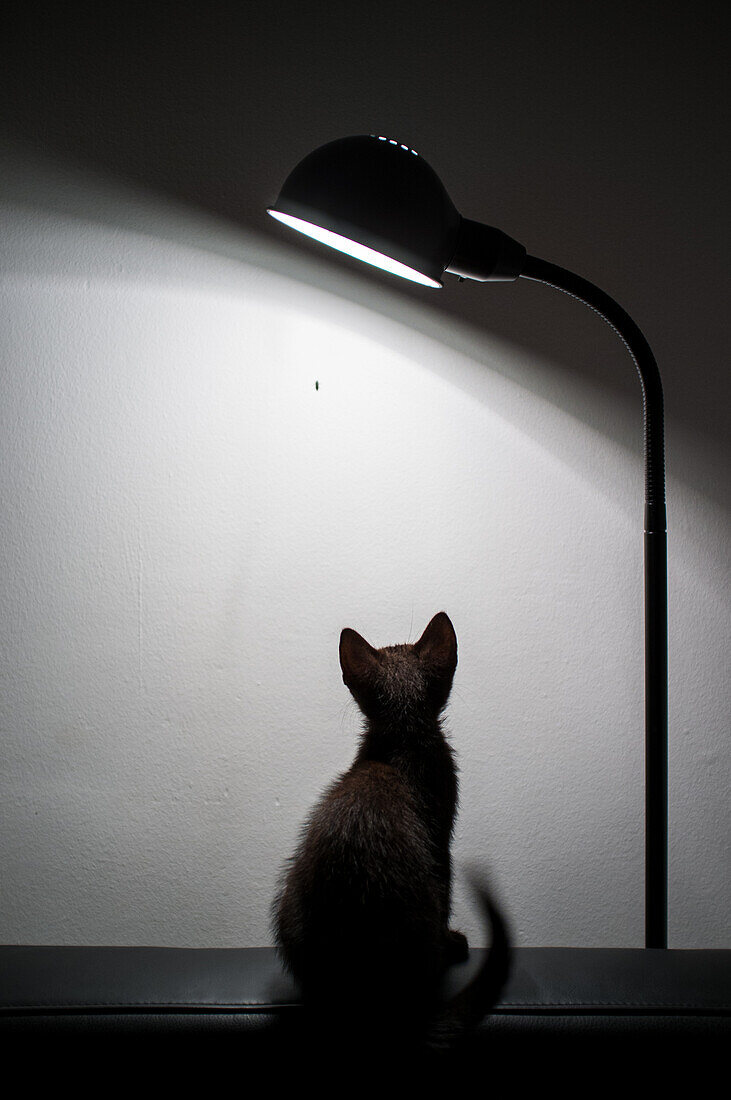 A black kitten sits attentively on a surface, watching a small insect on the wall illuminated by a lamp. The scene captures curiosity and playfulness.