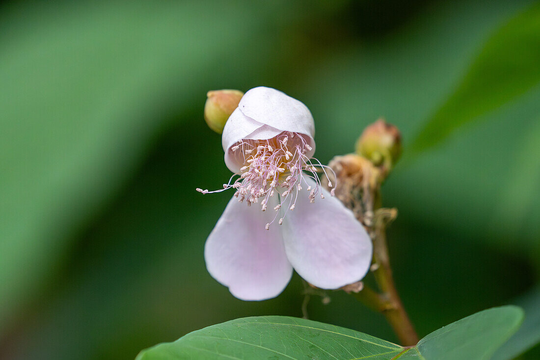 Blüte der Achiote oder Urucu, Bixa orellana, ein immergrüner Strauch. Tartagal, Argentinien. Wird zur Herstellung des Gewürzes Achiote oder Annato verwendet