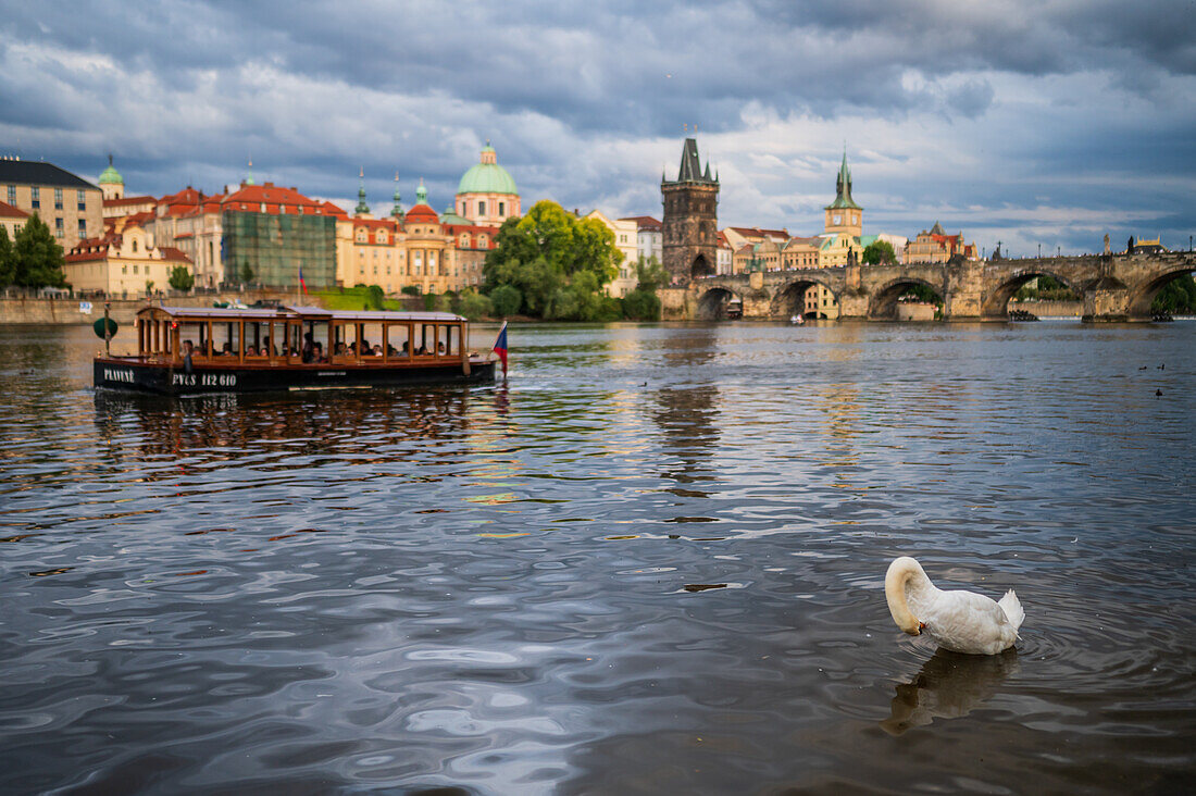 Schwäne in der Moldau, Prag