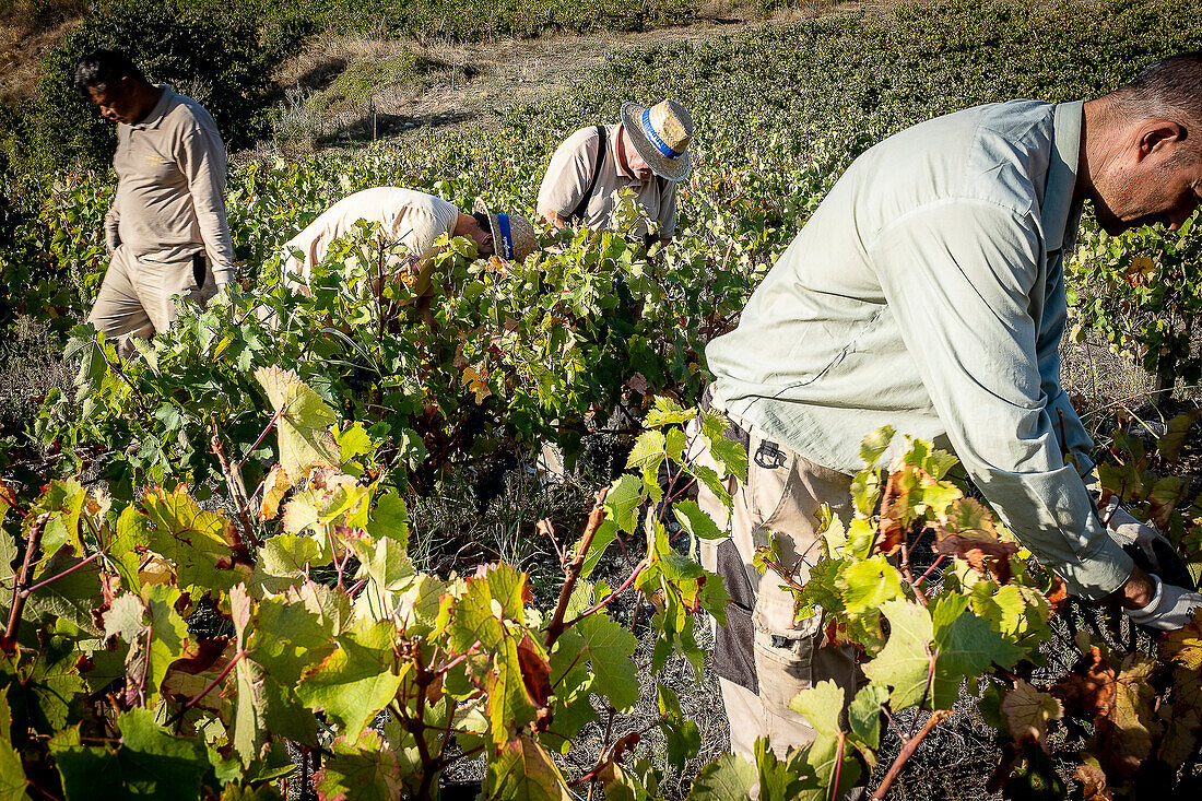 Grape harvest, Pirene variety, Tremp, Lleida, Catalonia, Spain, Europe