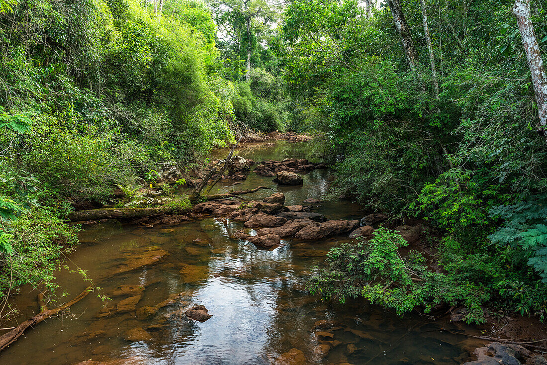 Tropical rainforest along the Iguazu River in Iguazu National Park in Argentina. A UNESCO World Heritage SIte.