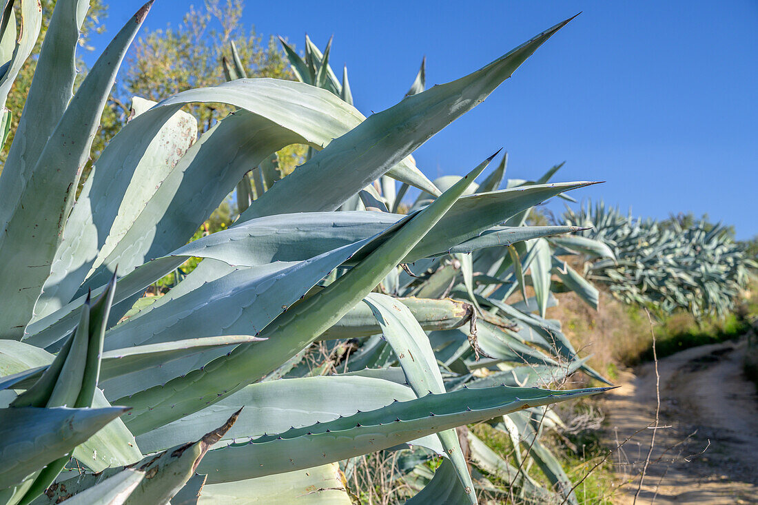 Close up of agave plants in the rural landscape of Carrion de los Cespedes, Seville, Spain. Vibrant blue sky and natural surroundings create a tranquil scene.