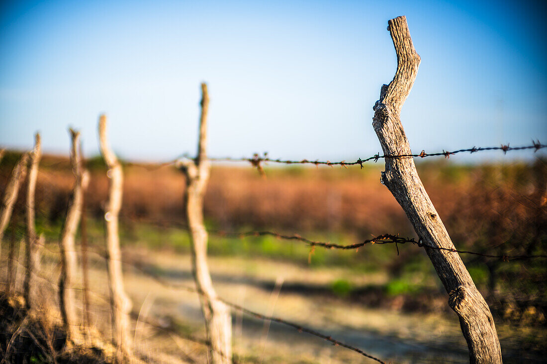 Serene winter agricultural scene showcasing a vineyard in Seville, Spain. The atmosphere is calm and picturesque, depicting the quiet beauty of the countryside.