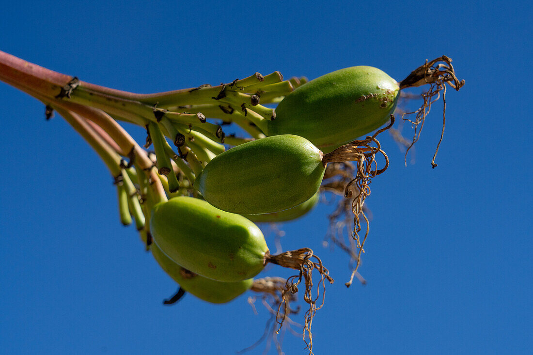 Fruits of a Century Plant, Agave americana, in the Jardin Botánico de Altura near Tilcara, Argentina.