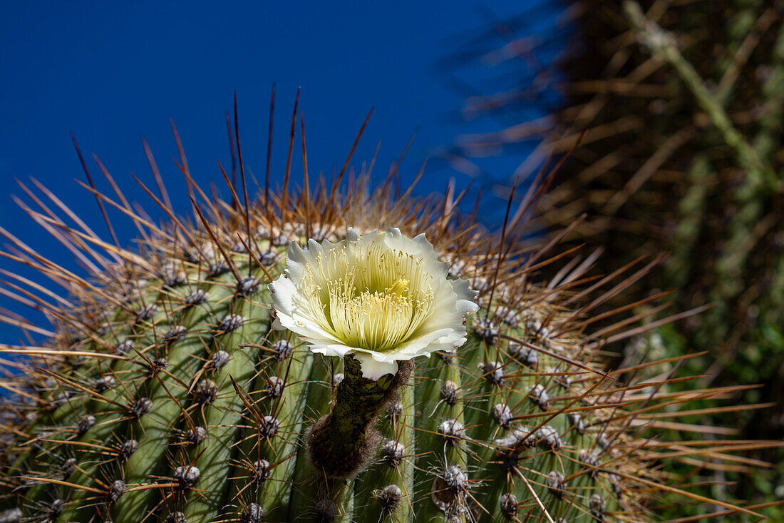 Flower on a Cardon Grande Cactus, Leucostele terscheckii, in Los Cardones National Park in Salta Province, Argentina.