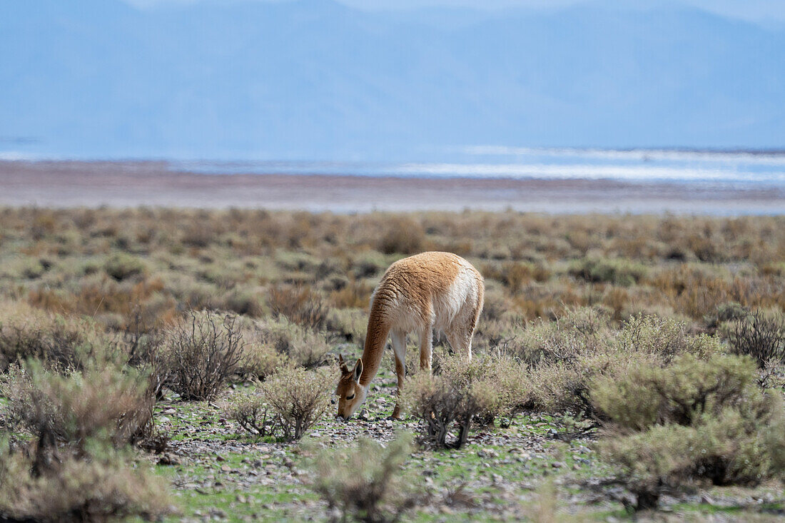 Ein Guanako, Lama guanicoe, grast auf dem Altiplano im Nordwesten Argentiniens. Dahinter liegen die Salinen von Salinas Grandes