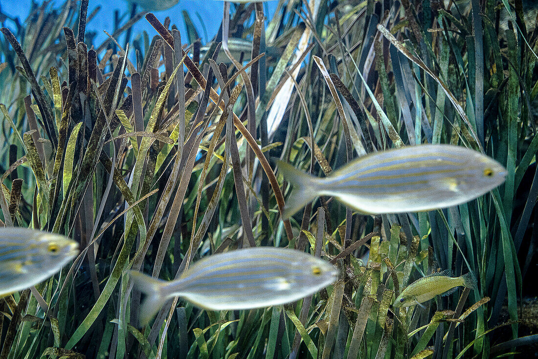 Salema fish or salpa (Sarpa salpa) and Posidonia oceanica in the Mediterranean Sea, on the Spanish coast