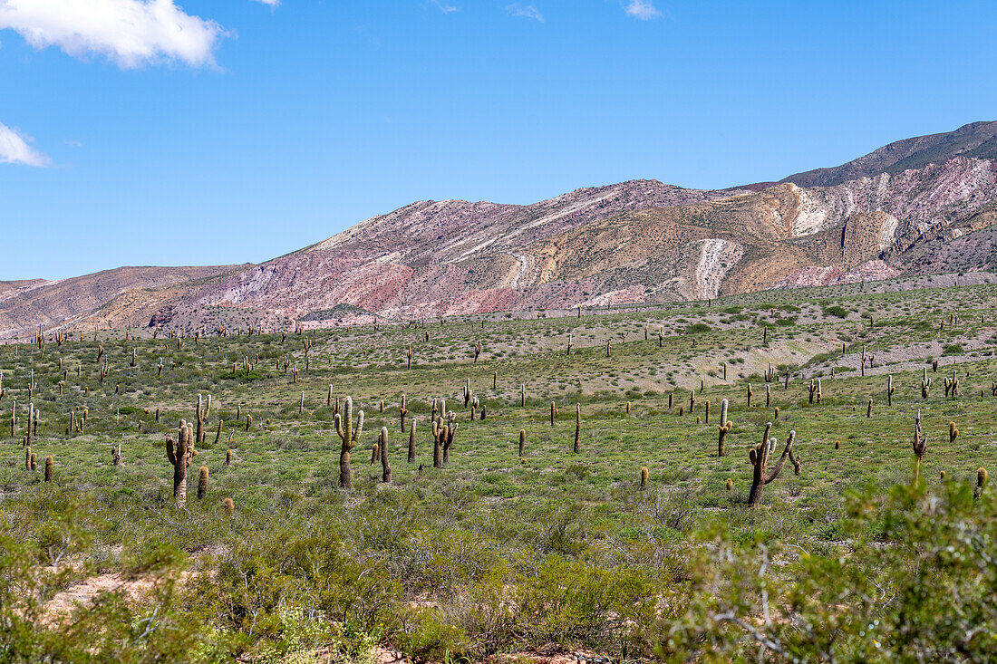 Argentinischer Saguaro oder Cordon Grande Kaktus und Cerro Tin Tin im Nationalpark Los Cardones in der Provinz Salta, Argentinien. Niedrige Jarilla-Sträucher bedecken den Boden