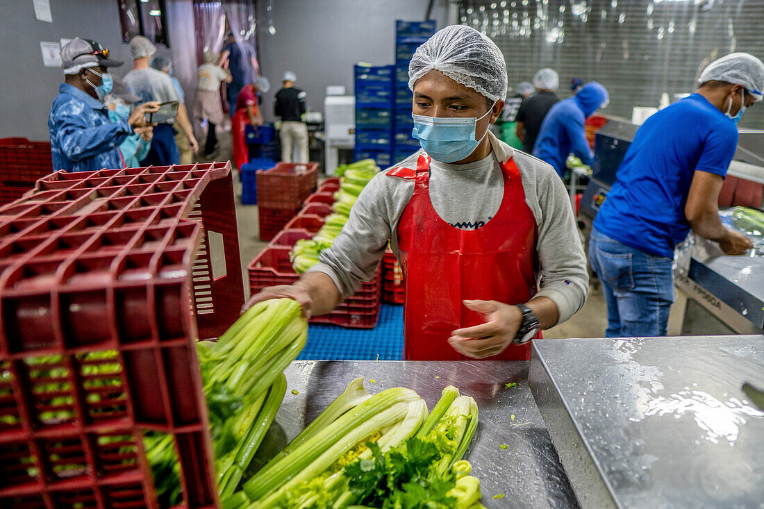 Worker processing produce from Veggie Farm Cerro Punta, Panama