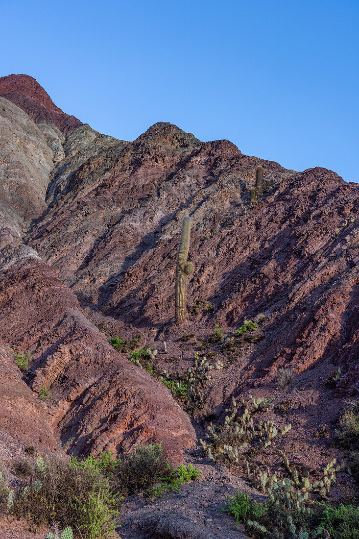 Cacti growing in the striated rock layers in the Hill of Seven Colors or Cerro de los Siete Colores in Purmamarca, Argentina.