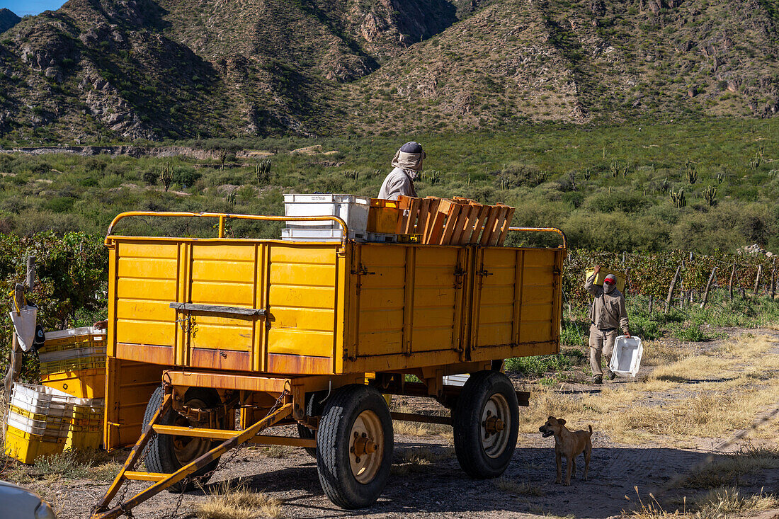 Weinleser bei der Traubenernte in einem Weinberg in Cafayate, Argentinien