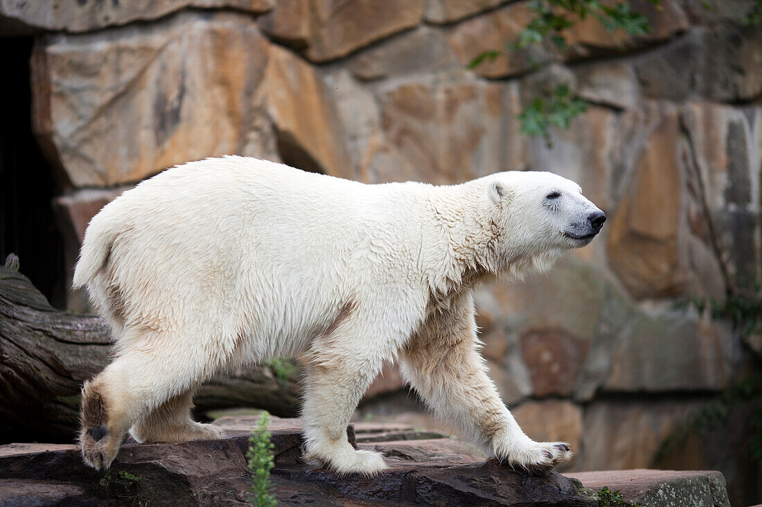 A polar bear walks elegantly through its habitat at the Berlin Zoo in Germany, highlighting its majestic presence and natural behavior.