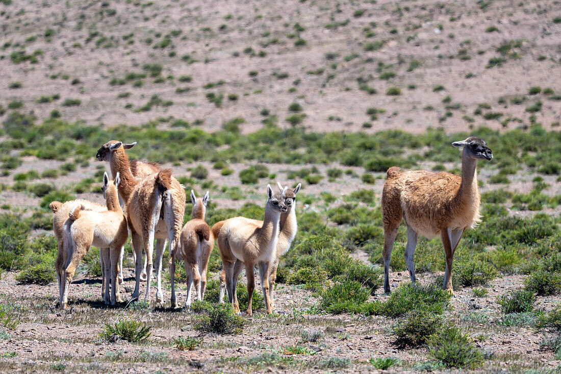 Eine kleine Herde Guanakos, Lama guanico, auf einem Hochplateau im Nationalpark Los Cardones in Argentinien. Junge Guanakos werden Chulengos genannt