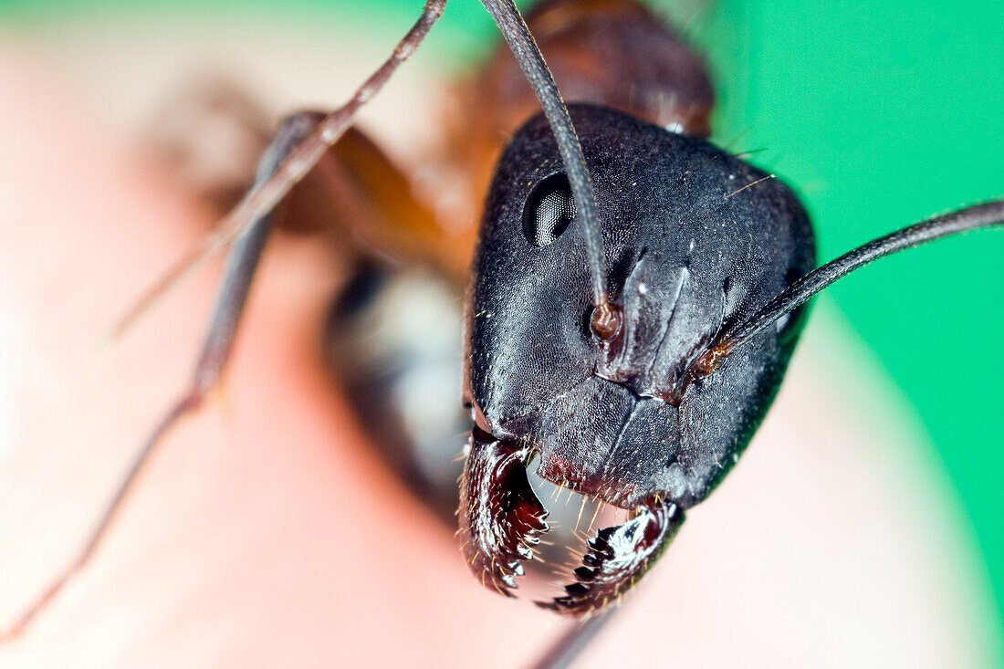 A detailed macro view reveals the unique features of an ant in a natural setting in Spain.