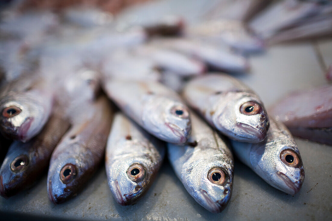 Auf dem belebten Markt in Sanlucar de Barrameda, Cádiz, Andalusien, Spanien, werden verschiedene frische Fischsorten zum Kauf angeboten