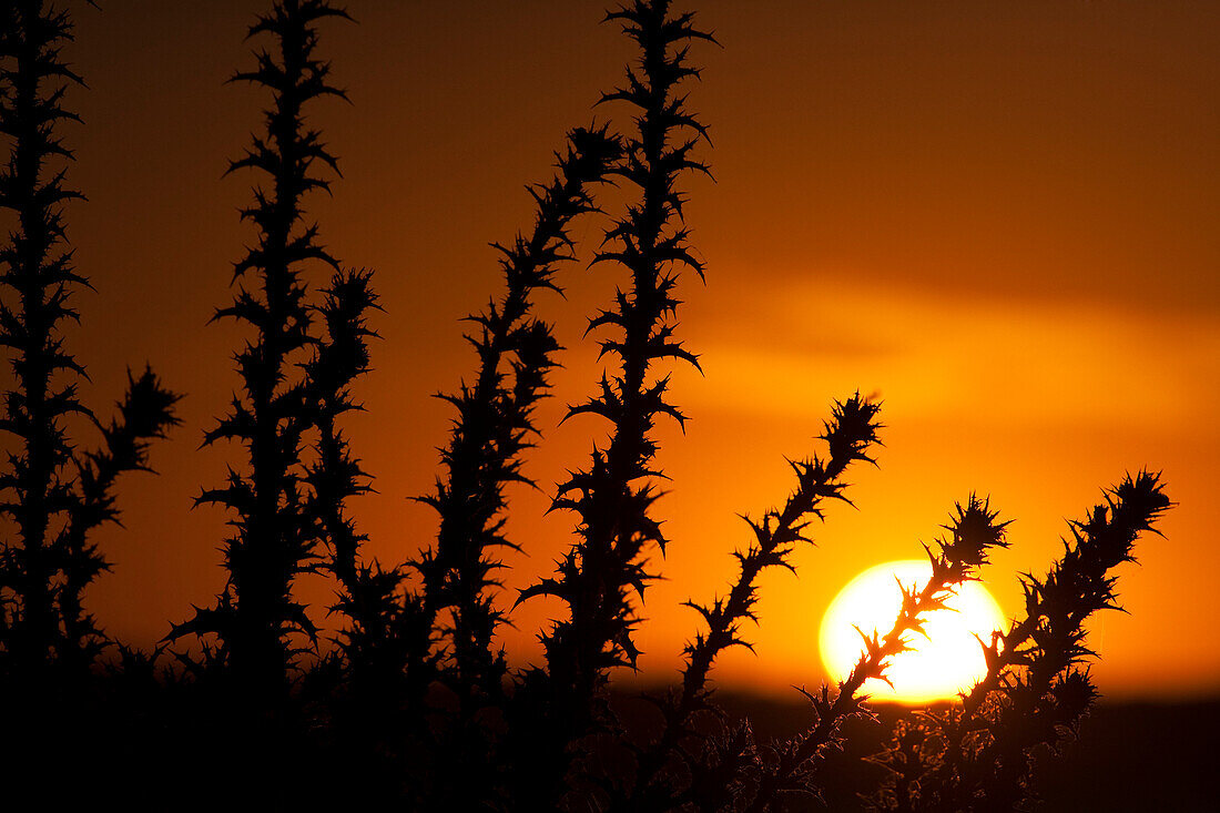 Die Sonne geht über dem Sumpfgebiet der Doñana unter und hebt die dornigen Pflanzen vor einem leuchtenden Himmel in Sanlucar de Barrameda hervor