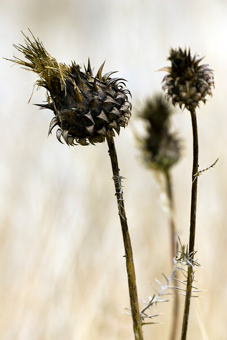 Thistles stand tall in the dry fields of Cardos secos, Sevilla, capturing the essence of autumns tranquil beauty.