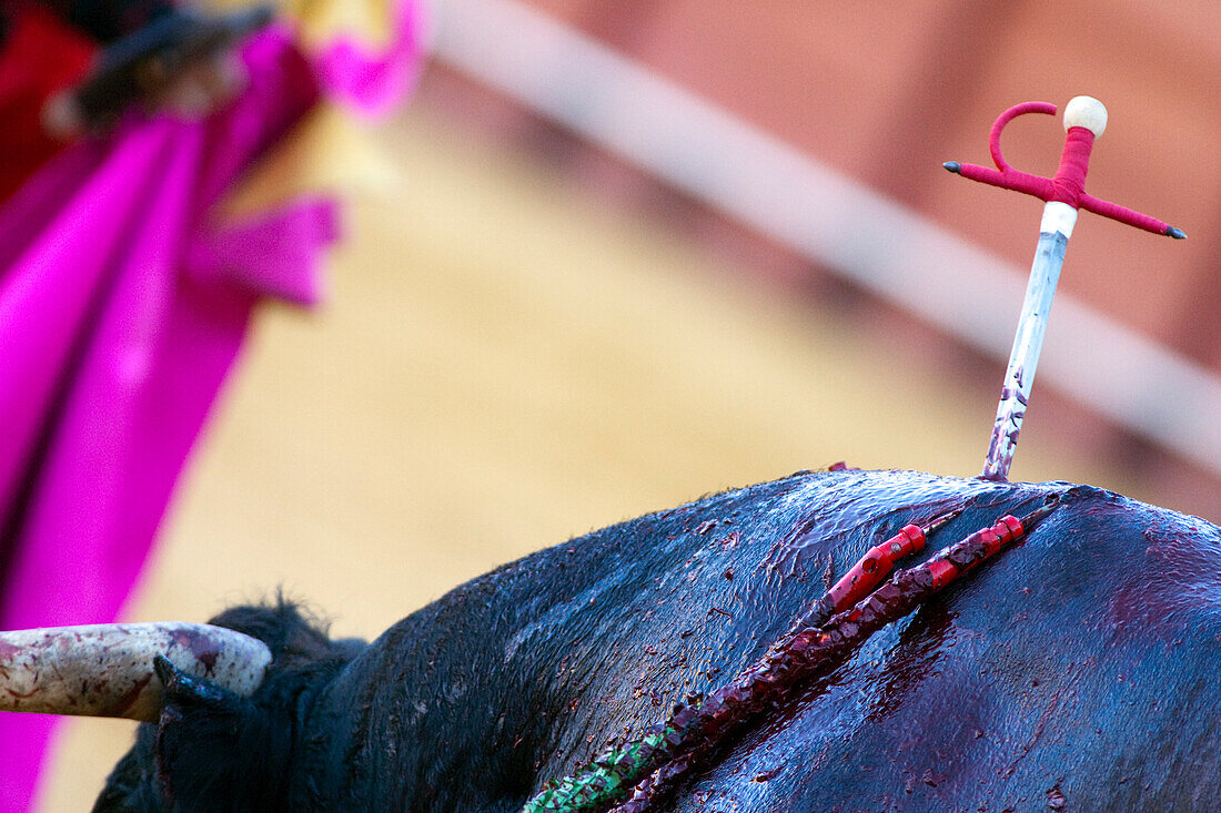 An injured bull lies in the renowned Real Maestranza bullring in Seville, highlighting the intensity and tradition of bullfighting in Spain.