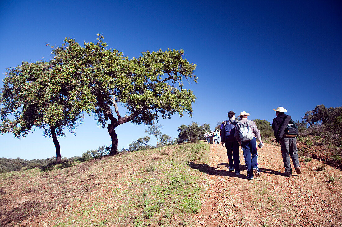 Sanlucar la Mayor, Spain Nov 11 2006, Hikers explore a picturesque dehesa forest in Sanlucar la Mayor, surrounded by holm oaks and Mediterranean scenery.