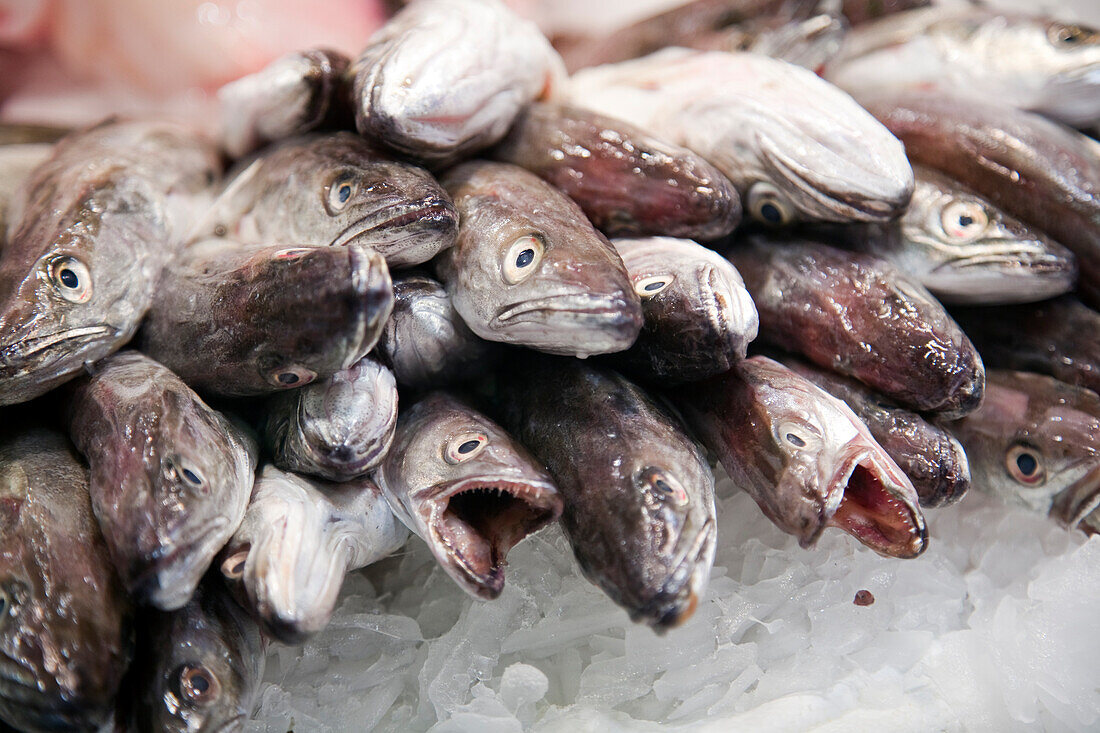 Auf dem Mercat de la Boqueria wird eine Auswahl frischer Pescadillas auf Eis arrangiert, um ihre Lebendigkeit und Frische zu unterstreichen