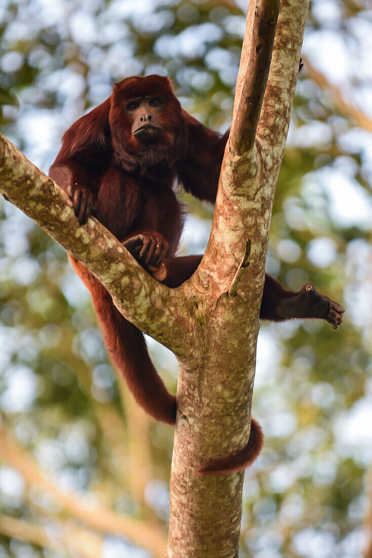 Red Howler Monkey (Alouatta seniculus), Colombia