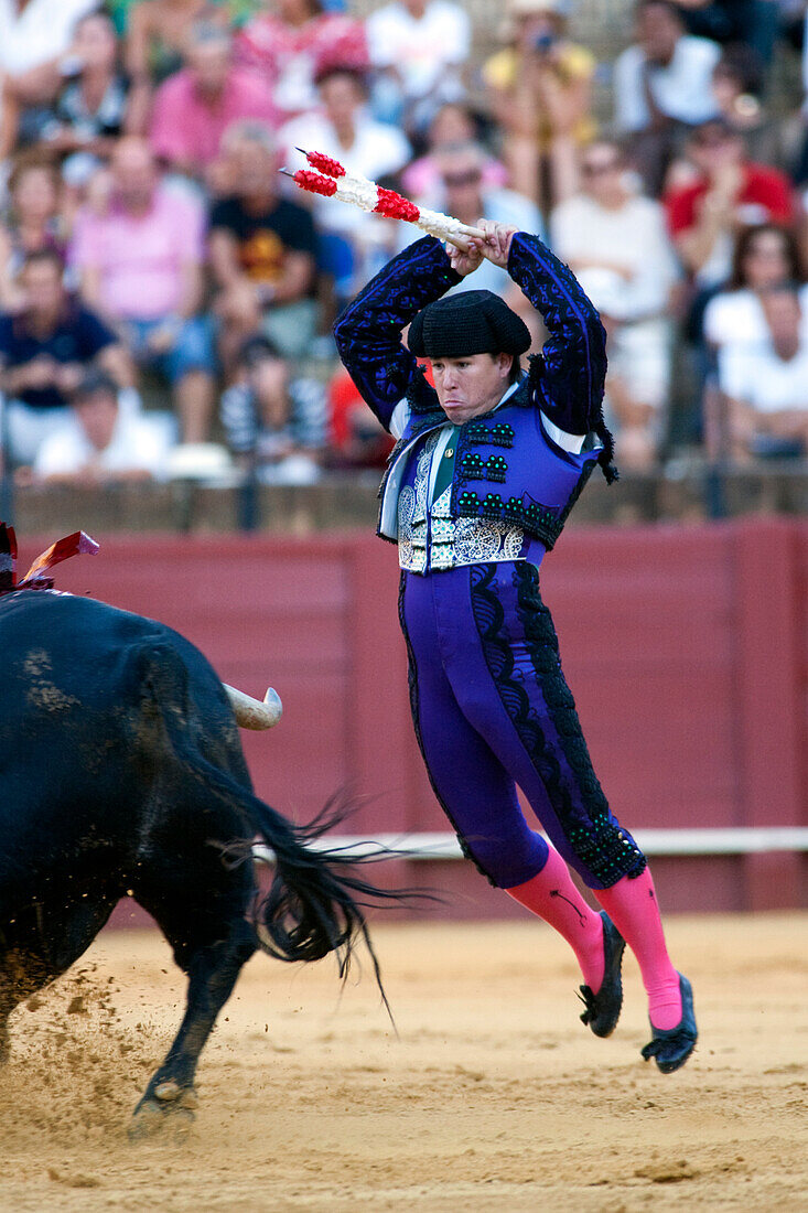 Seville, Spain, Aug 15 2008, A banderillero skillfully engages a bull during a traditional bullfighting event in Seville, showcasing the intensity of the performance.