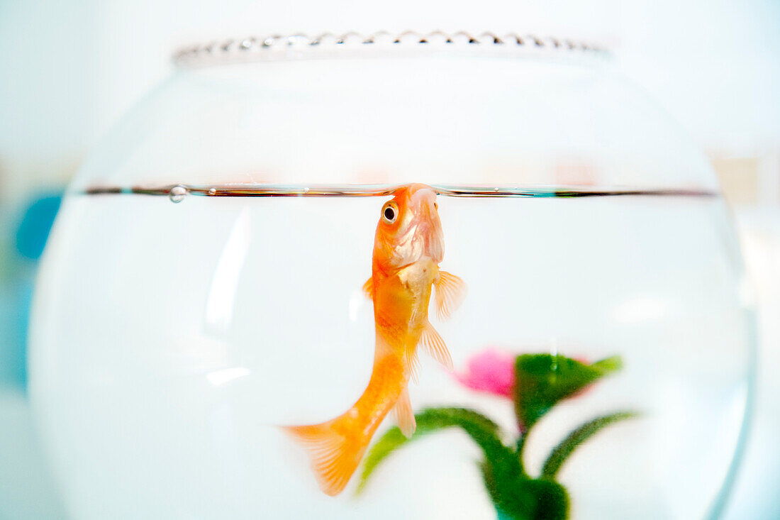 A vibrant goldfish glides in its glass bowl, surrounded by colorful plants in sunny Seville, creating a peaceful aquatic ambiance.