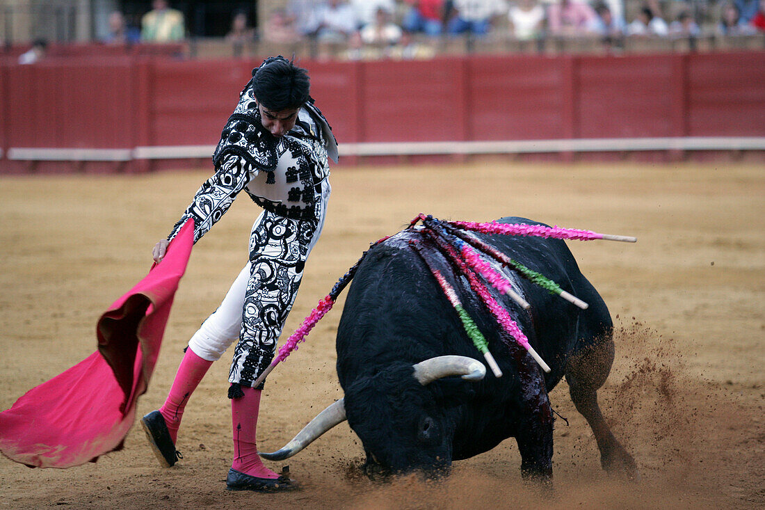 Seville, Spain Aug 15 2006, Fernando Cruz showcases his skills in a traditional bullfight at the Real Maestranza bullring in Seville on August 15, 2006.