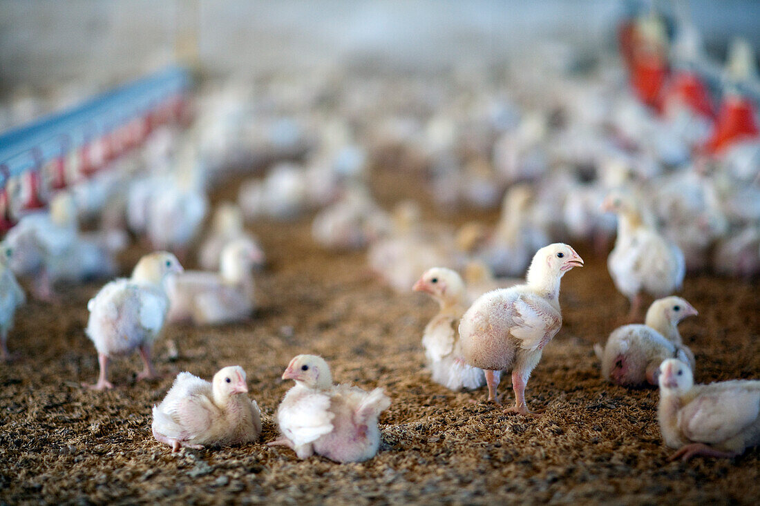 Eine Herde junger Hühner gedeiht in einer Geflügelfarm in Villamanrique de la Condesa und spiegelt das tägliche Leben auf dem Bauernhof in Sevilla wider