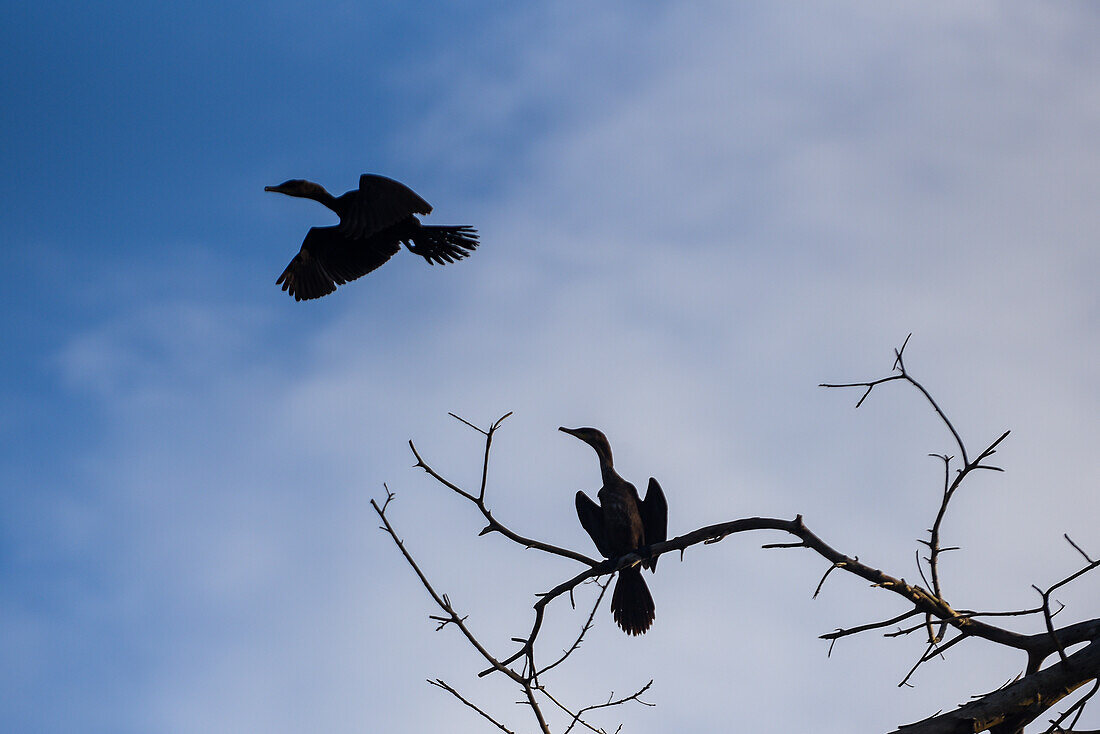 Cormorants in Don Diego River, Santa Marta, Colombia