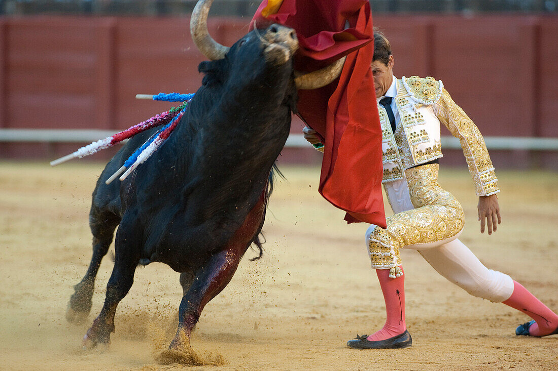 Sevilla, Spanien, 15. August 2008, César Girón kämpft in der historischen Stierkampfarena von Sevilla gekonnt auf den Knien mit einem Stier und zeigt so die traditionelle spanische Kultur