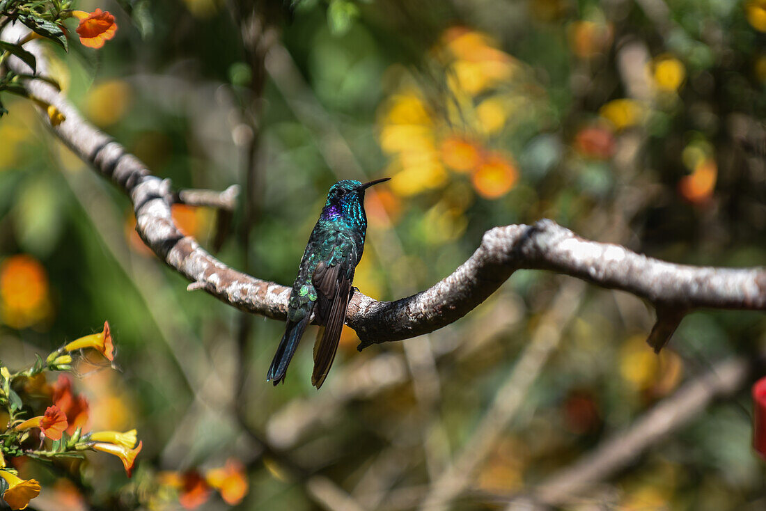 Hummingbird in Sierra Nevada de Santa Marta, Colombia