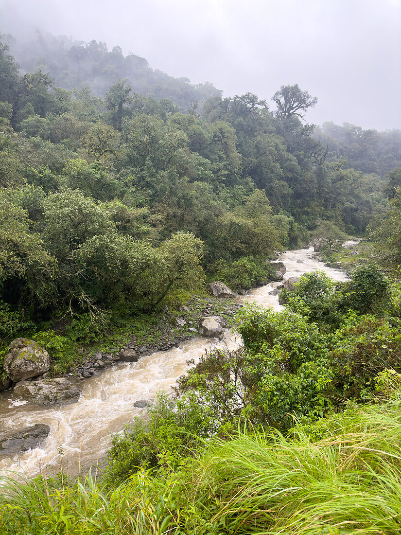 Los Sosa River in the yungas sub-tropical rainforest on a rainy day in Los Sosa Canyon Natural Reserve in Argentina.