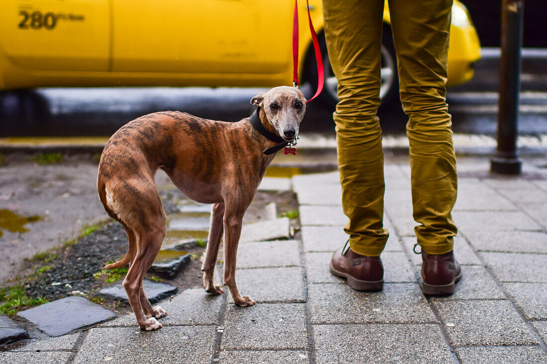 Whippet dog shows signs of being cold during a rainy day in Budapest