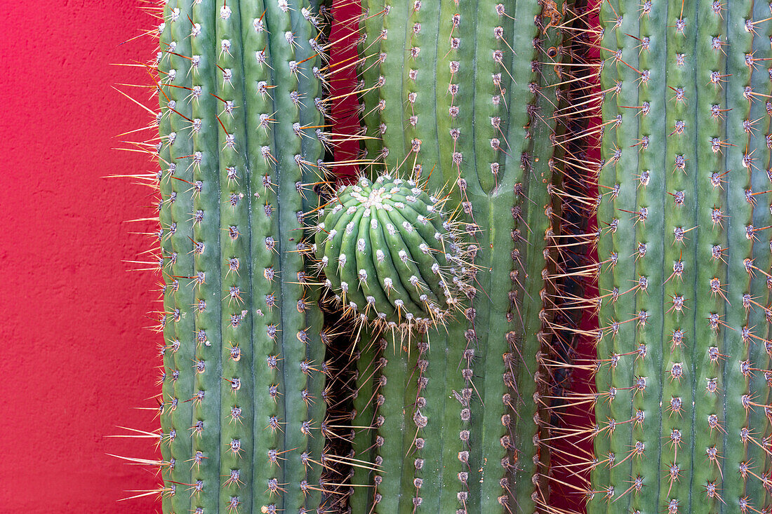 Detail of an Argentine Saguaro or Cardon Grande Cactus, Leucostele terscheckii, in Cafayate, Argentina.