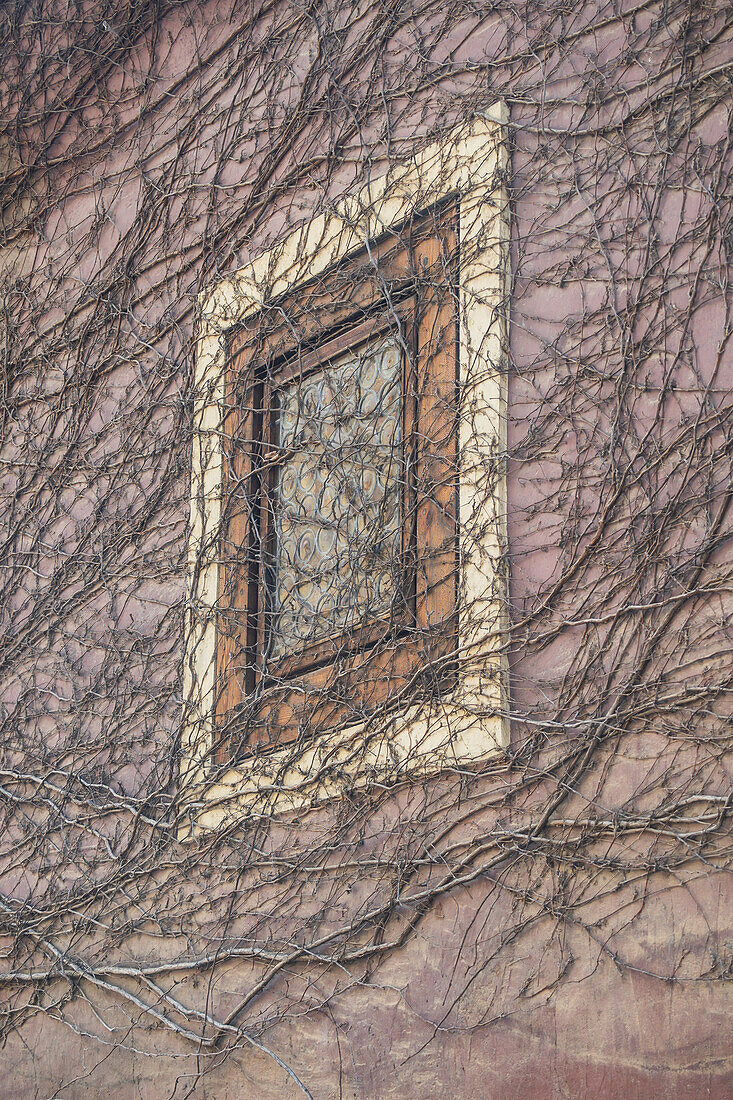 Window and building wall fully covered with branches