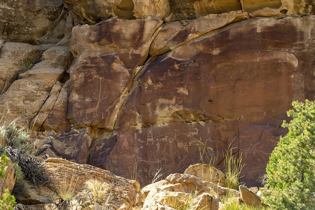 Die Petroglyphentafel des Langhalsschafs, Site 12, im Nine Mile Canyon in Utah. Im Nine Mile Canyon befinden sich Tausende von Felszeichnungen und Petroglyphen der vorspanischen Fremont-Kultur der amerikanischen Ureinwohner. Diese Felszeichnungen sind zwischen 800 und 1100 Jahre alt