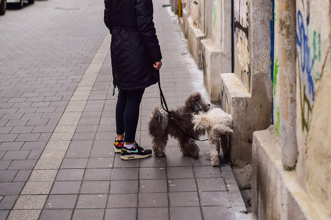 Woman walking her dogs in Budapest