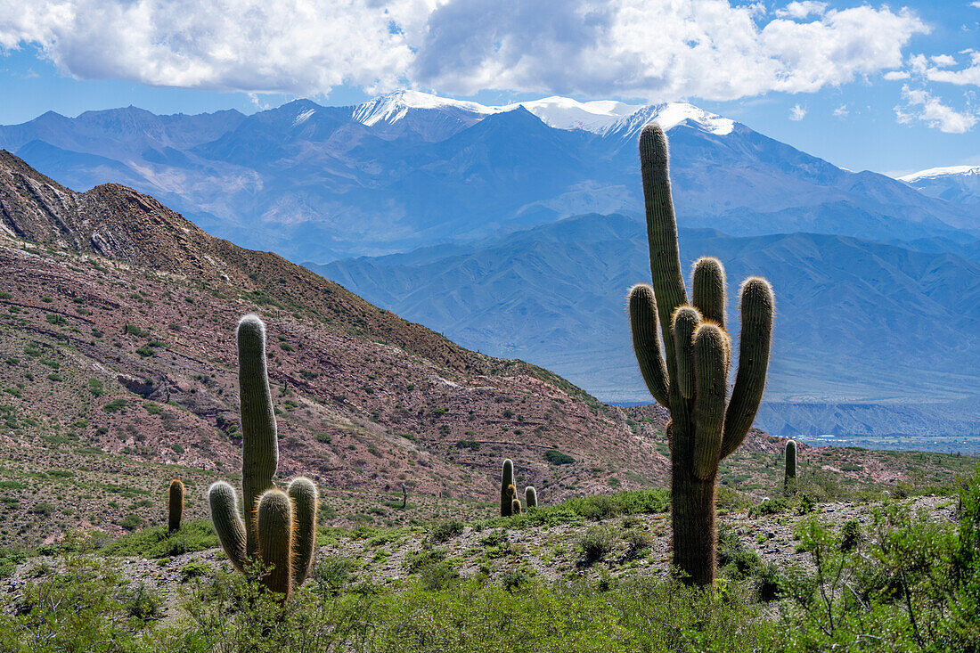 Cardon Grande Kaktus, Leucostele terscheckii, und der schneebedeckte Nevado de Cachi im Calchaqui-Tal in Argentinien. Die grünen Sträucher sind Jarilla, Larrea divaricata