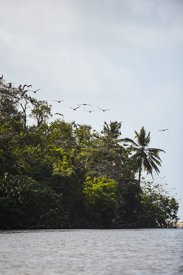 Brown pelicans in Don Diego River, Santa Marta, Colombia