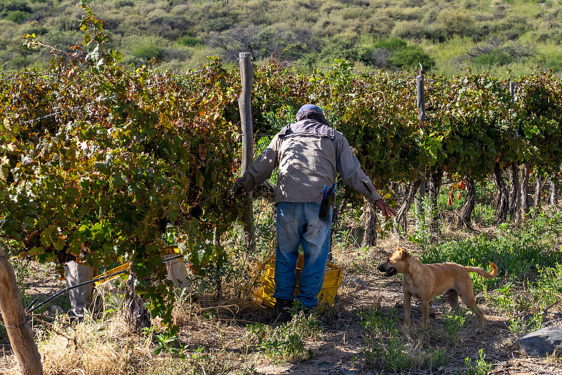 Pickers harvesting grapes in a vineyard in Cafayate, Argentina.