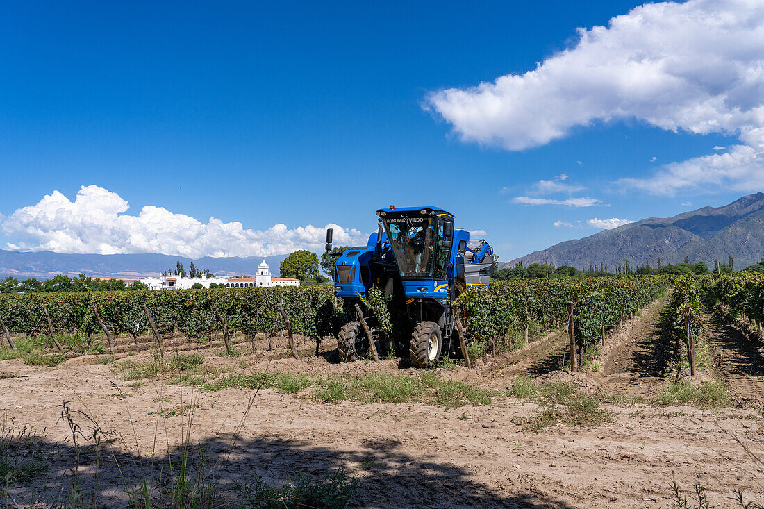 Eine motorisierte Traubenerntemaschine im Weinberg des Weinguts Bodega El Esteco in Cafayate, Argentinien