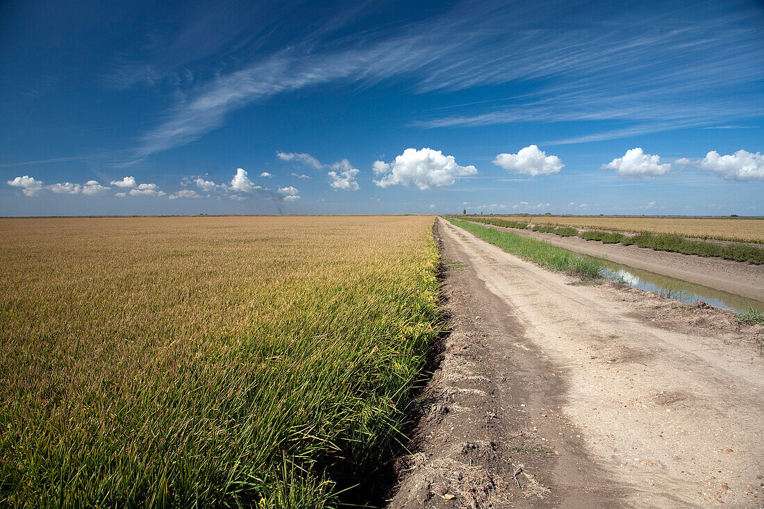 A dirt path winds through expansive rice fields under a bright blue sky in Isla Mayor, Sevilla, capturing the beauty of nature.