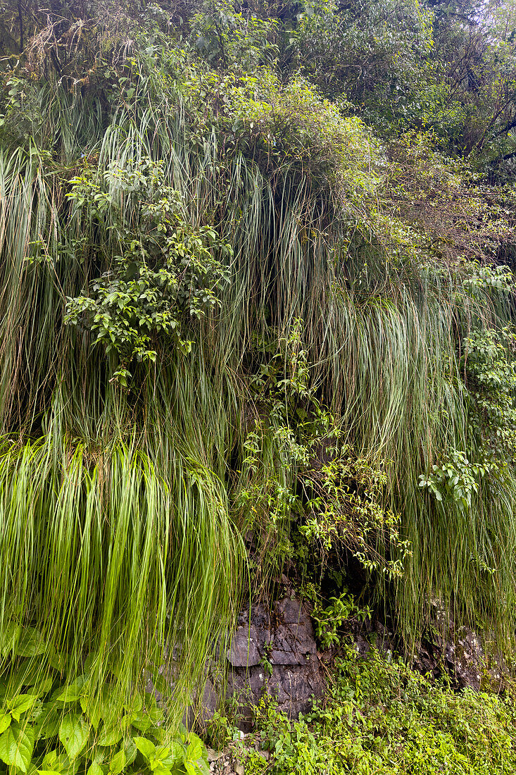 Cortaderia hiernonymi, a pampas grass, on a steep hillside in Los Sosa Canyon Natural Reserve in Argentina.