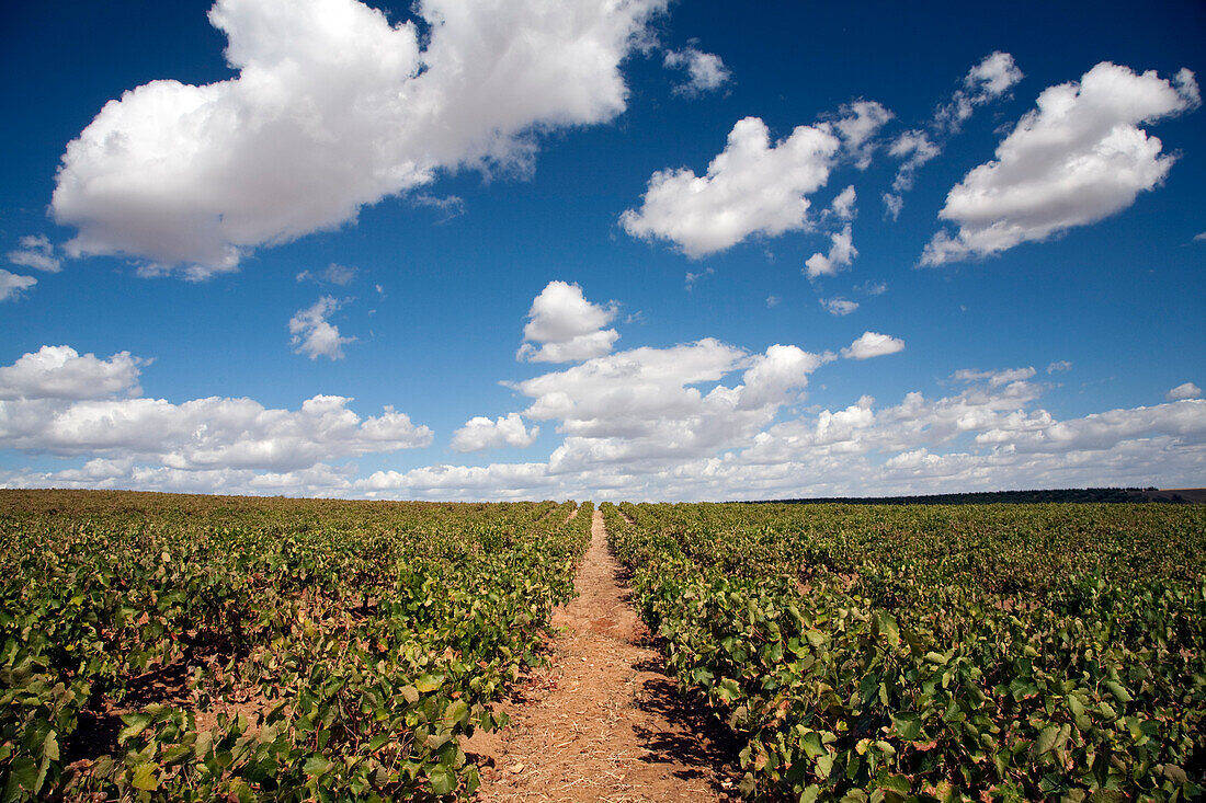 A vibrant vineyard stretches across Carrion de los Cespedes, Seville, as clouds float in a clear blue sky, showcasing the beauty of Andalusia.