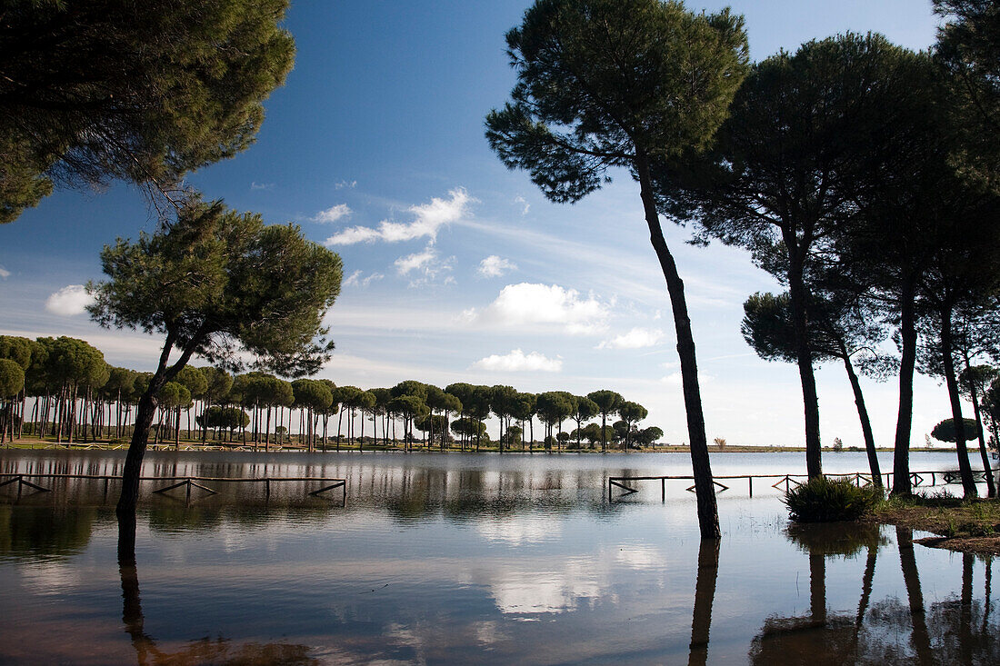 Das Herbstlicht spiegelt sich in der Laguna de San Lázaro, umgeben von hohen Kiefern im saisonalen Feuchtgebiet bei Doñana, Sevilla